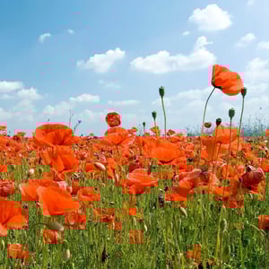 poppy-flanders-field-seed-swpo_e76bbc5f-97cb-4a09-b6e9-a3c48d59d3b2_2000x